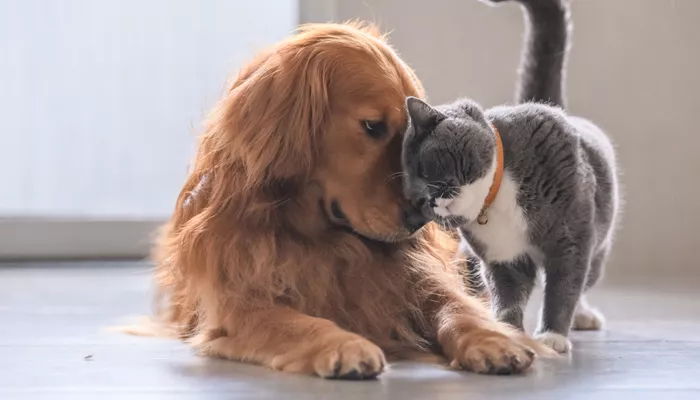 Pets Playing Cat And Dog